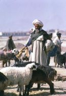 Afghani Farmer with Sheep, Camel Market, Kabul